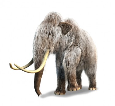 Wooly Mammoth